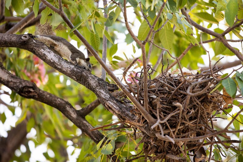 La Ardilla De Closeup Fue Devuelta Al Nido Imagen de archivo Imagen