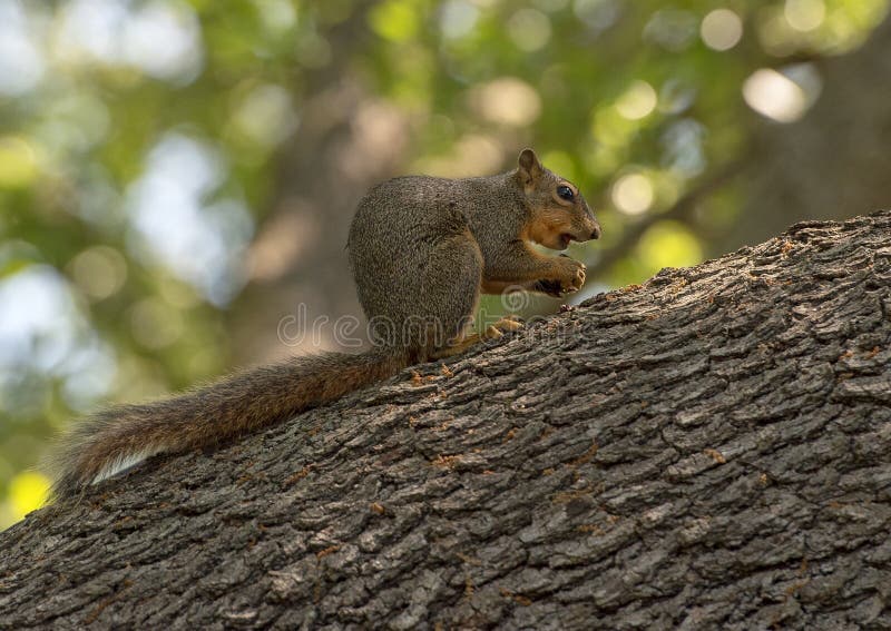 La ardilla de Fox que comía una nuez se encaramó en una rama de árbol grande, Dallas Arboretum foto de archivo La ardilla de Fox que comía una nuez se encaramó en una rama de árbol grande, Dallas Arboretum foto de archivo