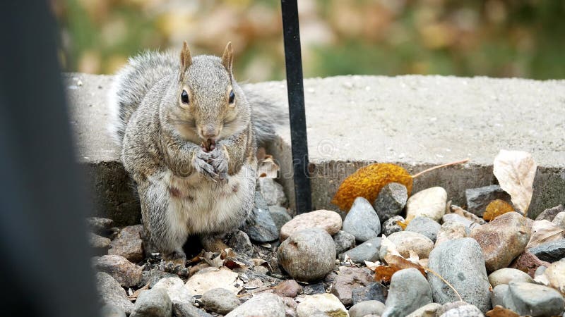 La ardilla gris tibia, el carolinensis, la ardilla gris oriental o la ardilla gris, comiendo semillas y nueces entre las rocas y e metrajes