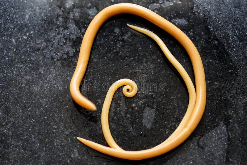bél paraziták Ascaris lumbricoides férgek hatékony orvosság