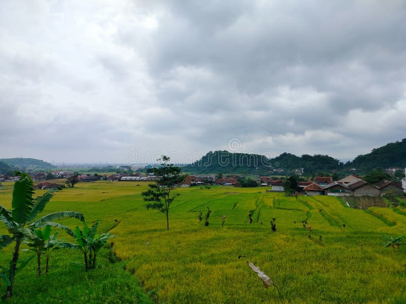 La atmósfera de una amplia extensión de campos de arroz en Java Occidental