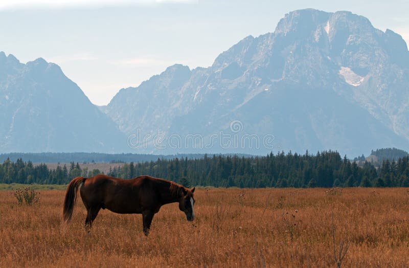 Bay colored Horse in front of Mout Moran in Grand Teton National Park in Wyoming USA. Bay colored Horse in front of Mout Moran in Grand Teton National Park in Wyoming USA