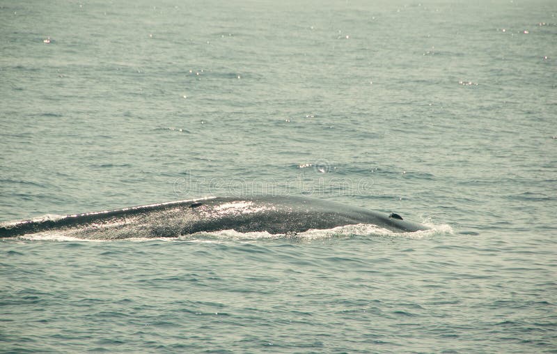La balena blu selvaggia enorme si tuffa l'Oceano Indiano Fondo della natura della fauna selvatica Viaggio di avventura, industria immagini stock La balena blu selvaggia enorme si tuffa l'Oceano Indiano Fondo della natura della fauna selvatica Viaggio di avventura, industria immagini stock