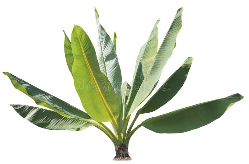 Natural green banana leaves plant for decorated in park and garden isolated white background. Natural green banana leaves plant for decorated in park and garden isolated white background