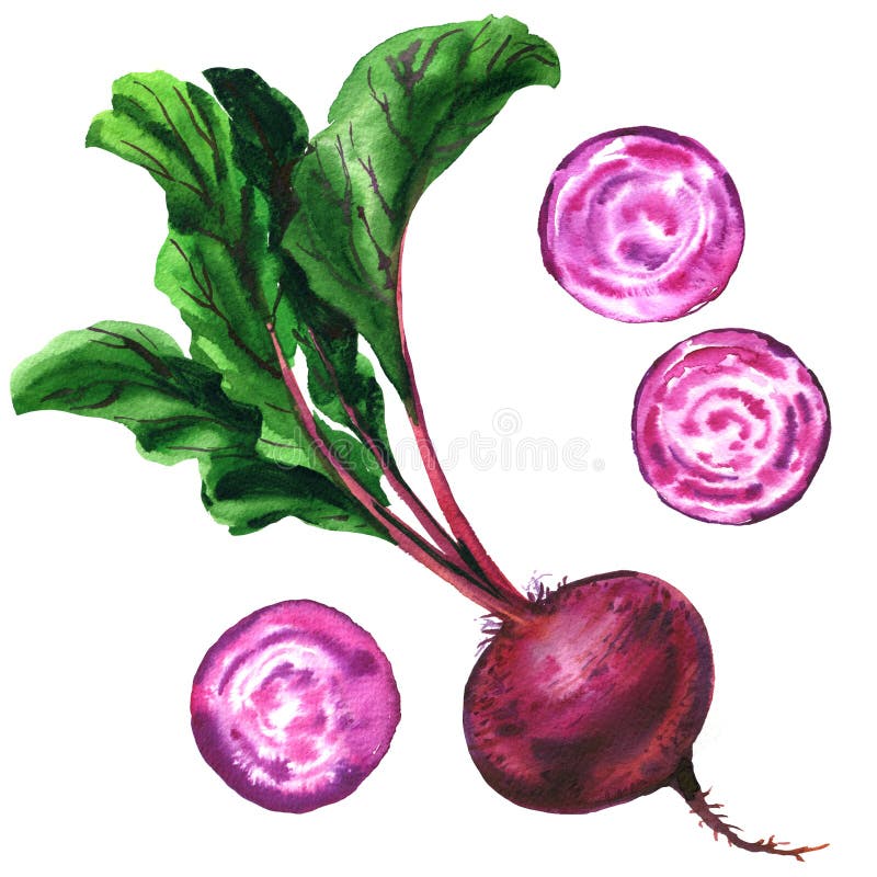 La barbabietola con le foglie, barbabietola fresca delle fette e l'intera isolate, ha messo le barbabietole, alimento, verdura, i illustrazione di stock