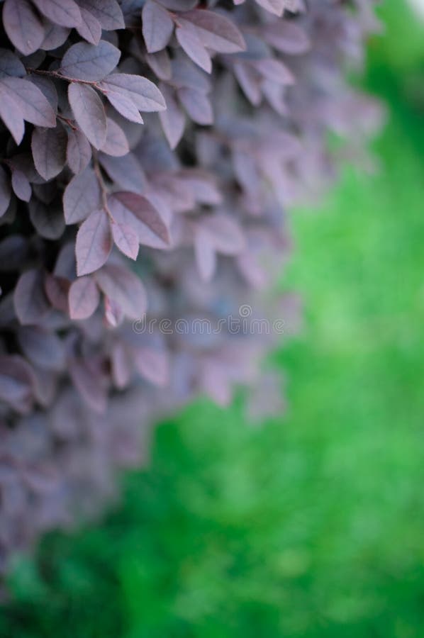 La beauté de la nature photographie stock libre de droits La beauté de la nature photographie stock libre de droits