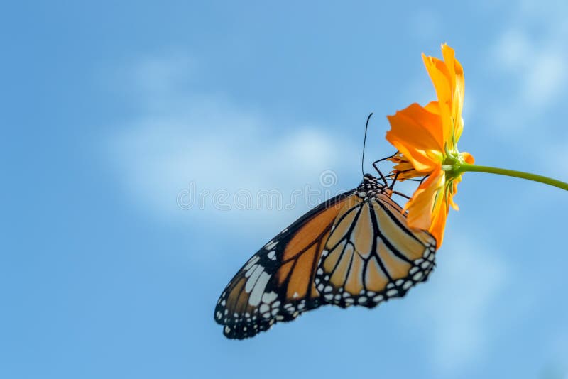 Beautiful Monarch butterfly feeding on cosmos flowers against blue sky background. Beautiful Monarch butterfly feeding on cosmos flowers against blue sky background