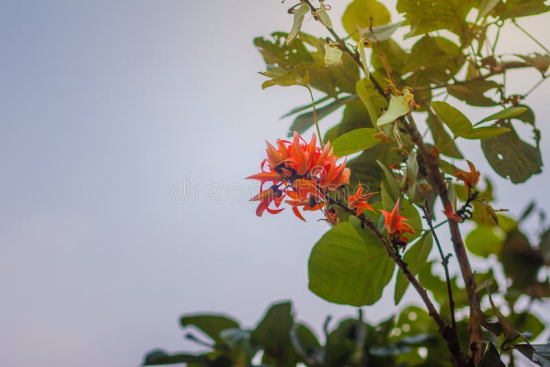 La bella fiamma arancio dei fiori della foresta (monosperma del Butea) sull'albero nel monosperma del Butea della foresta inoltre immagini stock La bella fiamma arancio dei fiori della foresta (monosperma del Butea) sull'albero nel monosperma del Butea della foresta inoltre immagini stock