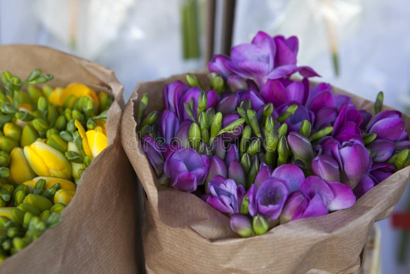 La bella fresia fiorisce il mazzo immagine stock La bella fresia fiorisce il mazzo immagine stock