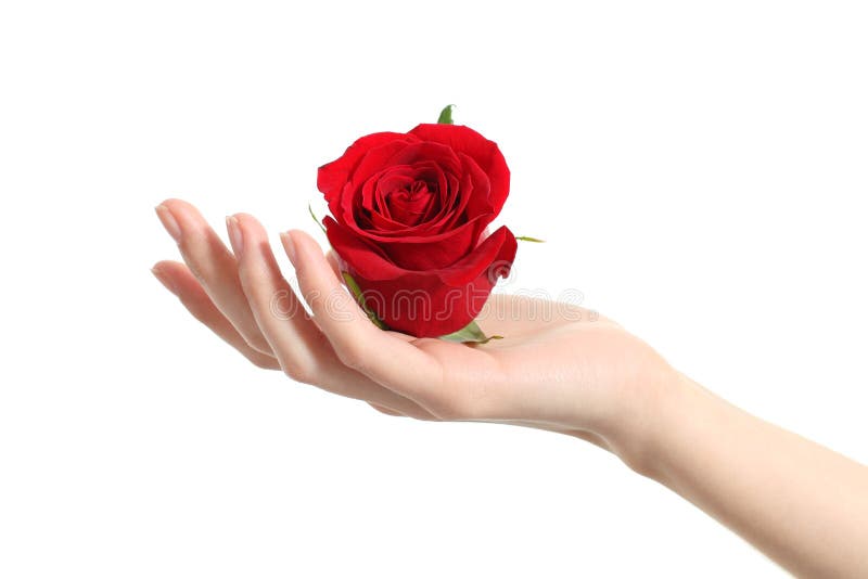 Bella mano della donna che tiene una rosa rossa