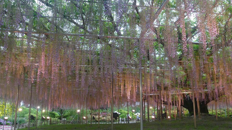 La bella molla fiorisce la serie, traliccio di glicine in giardino