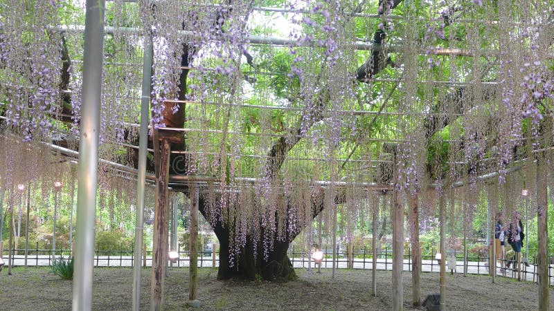 La bella molla fiorisce la serie, traliccio di glicine in giardino