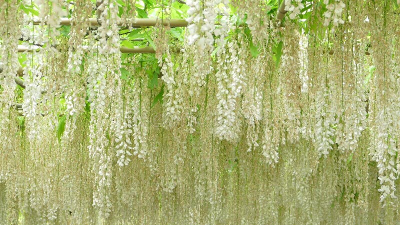 La bella molla fiorisce la serie, traliccio di glicine in giardino