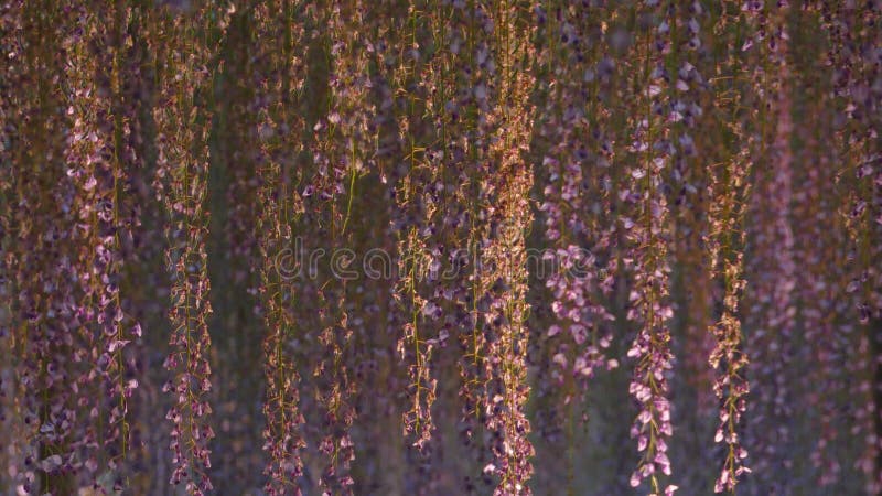La bella molla fiorisce la serie, traliccio di glicine in giardino