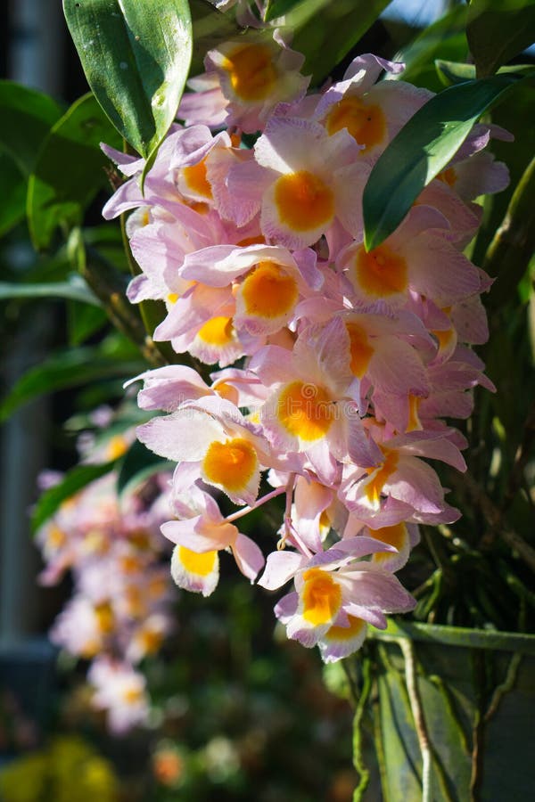 La bella orchidea nel giardino con il sole di mattina, orchidea di thyrsiflorum del Dendrobium della foresta pluviale di elevata immagini stock libere da diritti La bella orchidea nel giardino con il sole di mattina, orchidea di thyrsiflorum del Dendrobium della foresta pluviale di elevata immagini stock libere da diritti