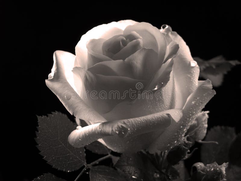 La bella Rosa, foto in bianco e nero immagini stock La bella Rosa, foto in bianco e nero immagini stock