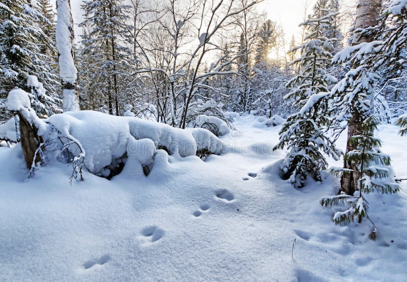 La bella scena della foresta dell'inverno con neve ha ricoperto gli abeti e le orme della lepre su priorità alta fotografia stock La bella scena della foresta dell'inverno con neve ha ricoperto gli abeti e le orme della lepre su priorità alta fotografia stock