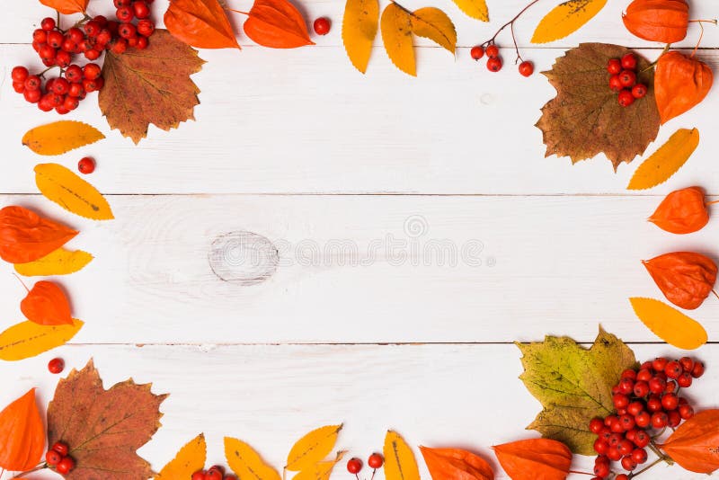 La bella struttura luminosa di rosso arancio delle foglie di autunno e le bacche della sorba e del physalis su fondo di legno bia immagine stock La bella struttura luminosa di rosso arancio delle foglie di autunno e le bacche della sorba e del physalis su fondo di legno bia immagine stock