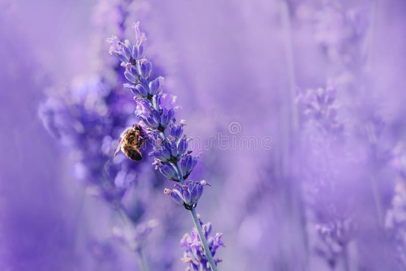 La belle abeille pollinise le gisement de fleur de lavande, lumière du soleil, ton pourpre, macro photo Paysage naturel d'été ave photographie stock libre de droits La belle abeille pollinise le gisement de fleur de lavande, lumière du soleil, ton pourpre, macro photo Paysage naturel d'été ave photographie stock libre de droits