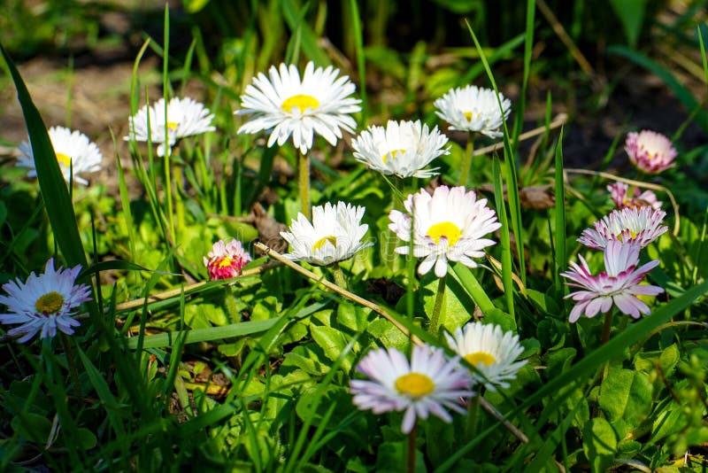 La belle camomille de fleurs avec les pétales blancs et roses fleurissent dans l'herbe verte sous le soleil au printemps dans le image libre de droits La belle camomille de fleurs avec les pétales blancs et roses fleurissent dans l'herbe verte sous le soleil au printemps dans le image libre de droits