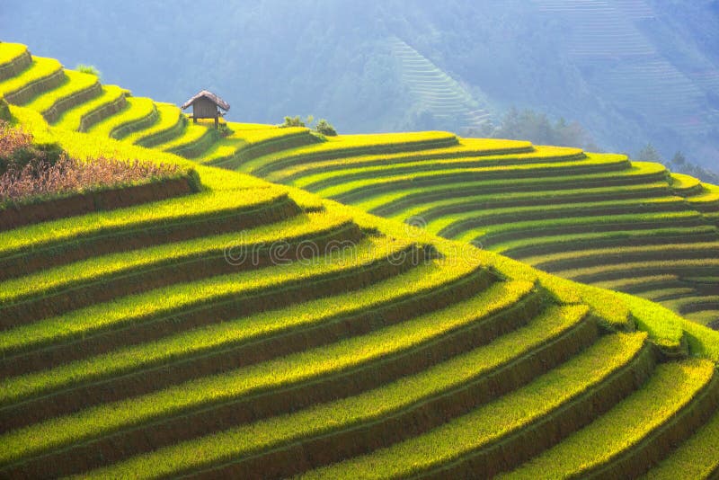 La belle couche de la montagne et la nature dans la terrasse de riz du Vietnam aménagent en parc photos stock La belle couche de la montagne et la nature dans la terrasse de riz du Vietnam aménagent en parc photos stock