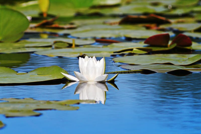 La belle eau lilly image libre de droits La belle eau lilly image libre de droits