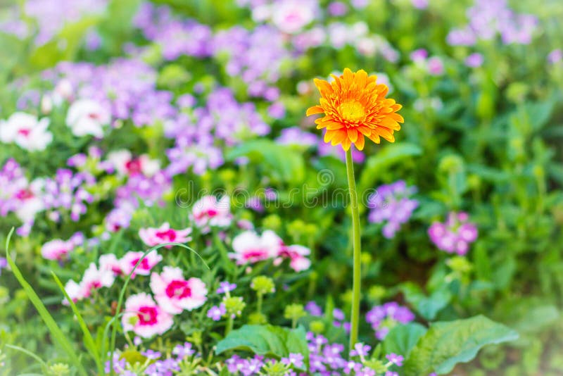 La belle marguerite hybride orange de Gerbera ou de Barberton fleurit (hybrida de jamesonii de Gerbera) sur le parterre Jamesonii image stock La belle marguerite hybride orange de Gerbera ou de Barberton fleurit (hybrida de jamesonii de Gerbera) sur le parterre Jamesonii image stock