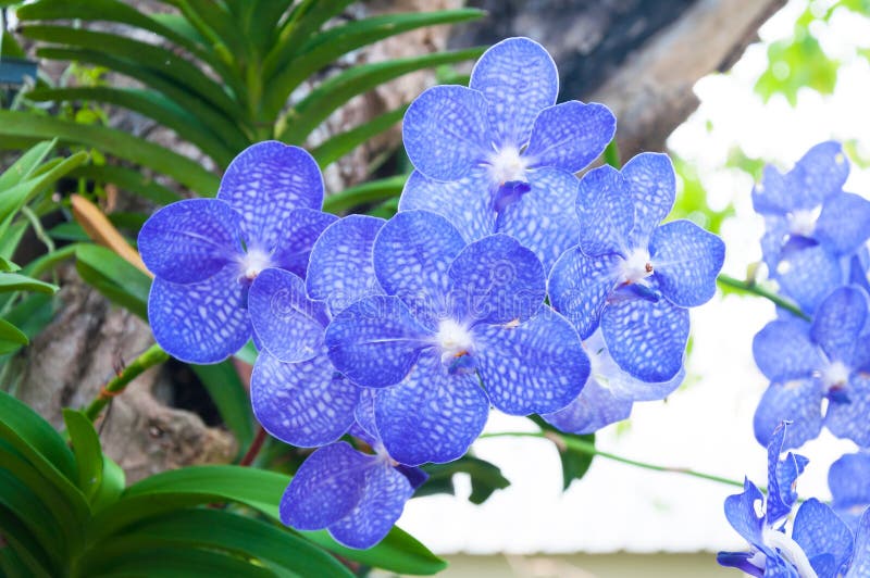 La Belle Orchidée Fleurit Vanda Hybride Bleue Photo stock - Image du  floral, fermer: 82269470