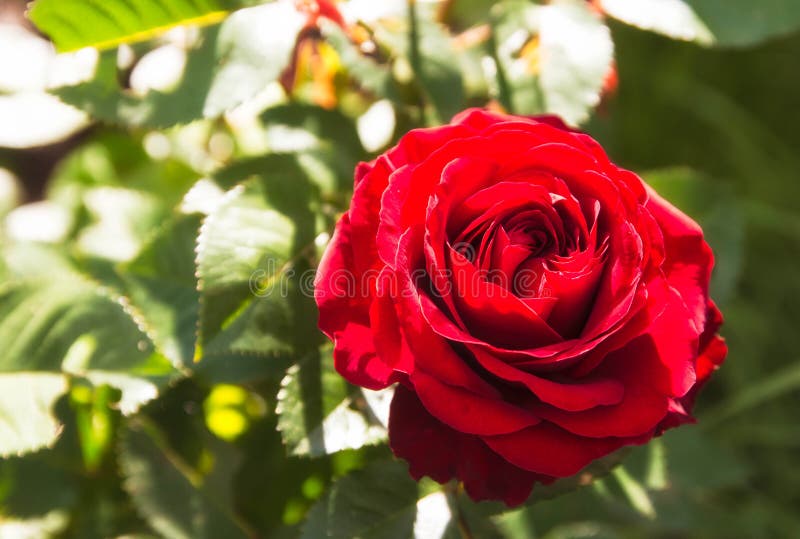 La belle rose de rouge dans le jardin, nature verte plante le fond Jour ensoleillé images stock La belle rose de rouge dans le jardin, nature verte plante le fond Jour ensoleillé images stock