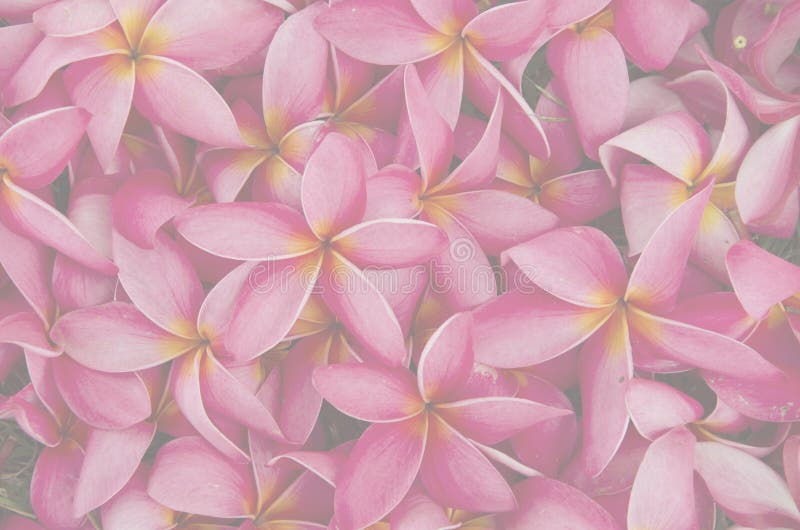 La belle texture rouge de fleur de plumeria se fanent images stock La belle texture rouge de fleur de plumeria se fanent images stock