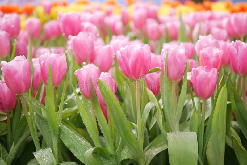 La belle tulipe rose fleurit le foyer sélectif dans le jardin coloré de tulipes images libres de droits La belle tulipe rose fleurit le foyer sélectif dans le jardin coloré de tulipes images libres de droits