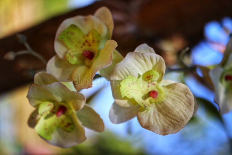 La Belleza De Las Orquídeas Blanco Y Verde Claro En Los árboles Del Bosque  Tropical Por La Mañana Para Recibir La Luz Del Sol Imagen de archivo -  Imagen de asia, bosque: