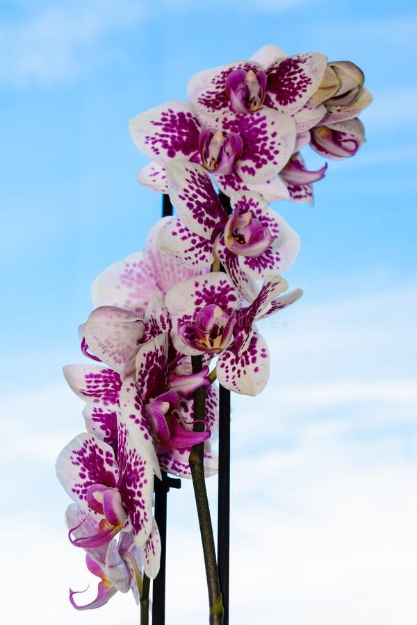 514 Orquídea Azul Del Phalaenopsis Fotos de stock - Fotos libres de  regalías de Dreamstime