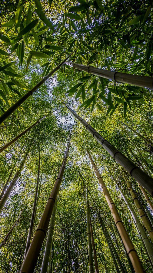 La belleza del bosque de bambú. Mirando verticalmente hacia arriba a través del imponente matorral de bambú, la vista está enmarcada por los altos tallos delgados que llegan al cielo. Las hojas de bambú forman un denso dosel con sólo pequeños manchas de cielo visibles a través de los huecos. La luz del sol se filtra a través de un suave resplandor verdoso y creando intrincados patrones de luz y sombra. La lluvia cae suavemente con las gotas brillando