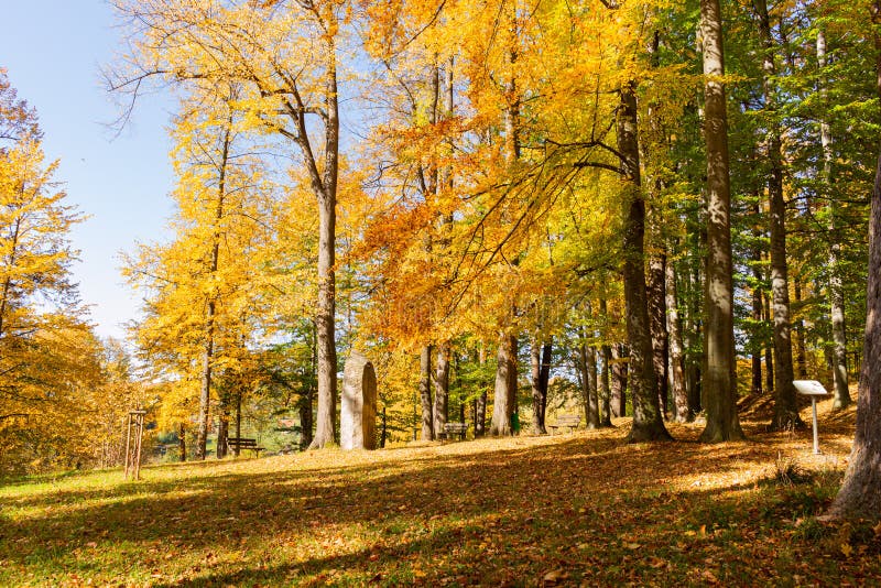 La bellezza delle creature con alberi in alto aumento la luce del sole si abbassa dagli alberi alla terra dando un perfetto aspet fotografia stock