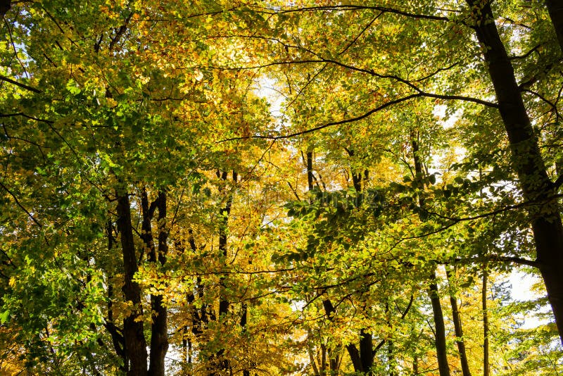 La bellezza delle creature con alberi in alto aumento la luce del sole si abbassa dagli alberi alla terra dando un perfetto aspet fotografie stock libere da diritti