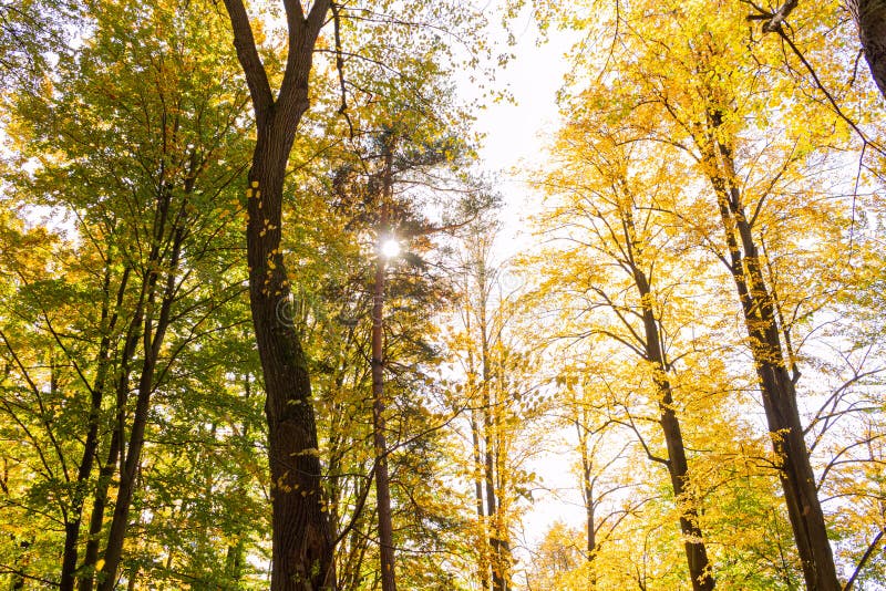 La bellezza delle creature con alberi in alto aumento la luce del sole si abbassa dagli alberi alla terra dando un perfetto aspet immagine stock libera da diritti