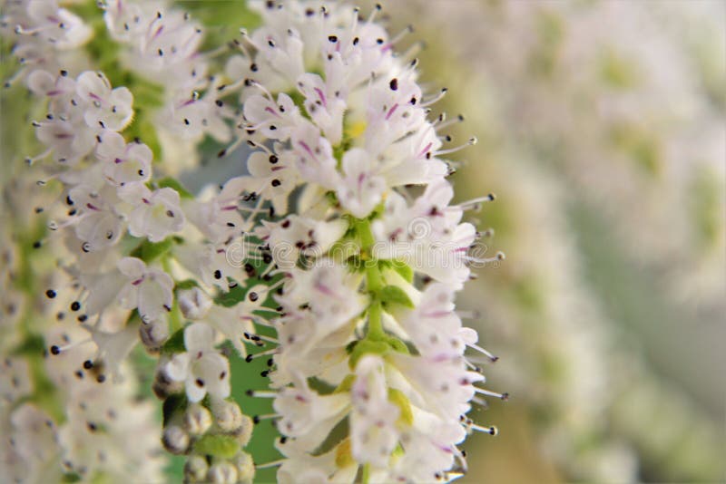 La bellezza di commiphora myrrha fiori nel vaso fotografia stock libera da diritti
