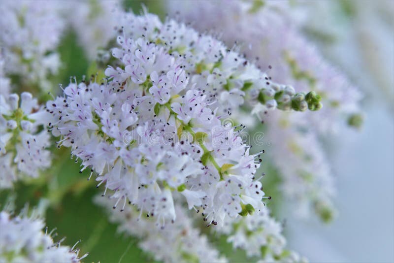 La bellezza luminosa dei fiori bianchi di commiphora myrha immagine stock