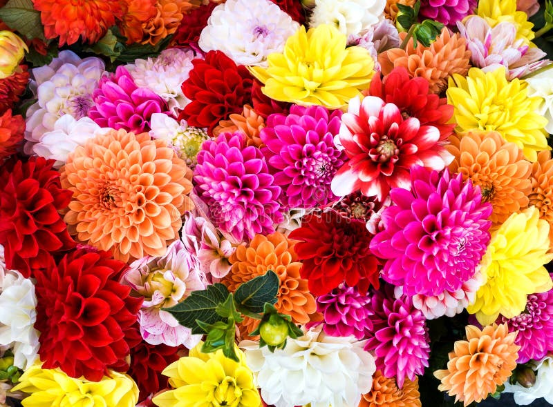 La bellissima Dahlia Colorful Mix Bouquet per le decorazioni d'autunno e le celebrazioni