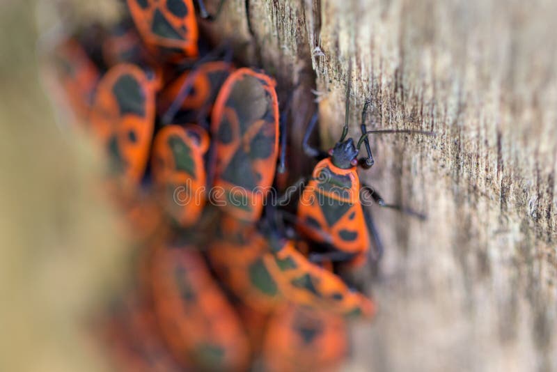 The firebug, Pyrrhocoris apterus, is a common insect of the family Pyrrhocoridae. Easily recognizable due to its striking red and black coloration. The firebug, Pyrrhocoris apterus, is a common insect of the family Pyrrhocoridae. Easily recognizable due to its striking red and black coloration