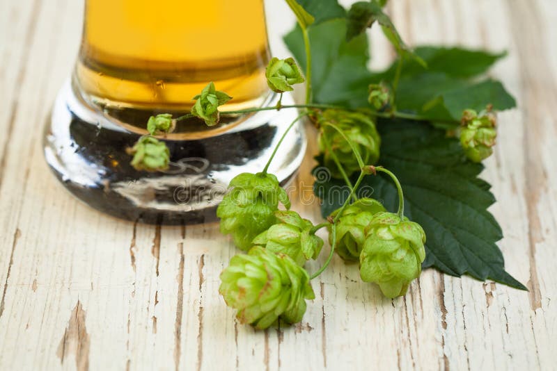 La birra e salta foglie sul vecchio fondo di legno bianco di struttura fotografie stock libere da diritti La birra e salta foglie sul vecchio fondo di legno bianco di struttura fotografie stock libere da diritti