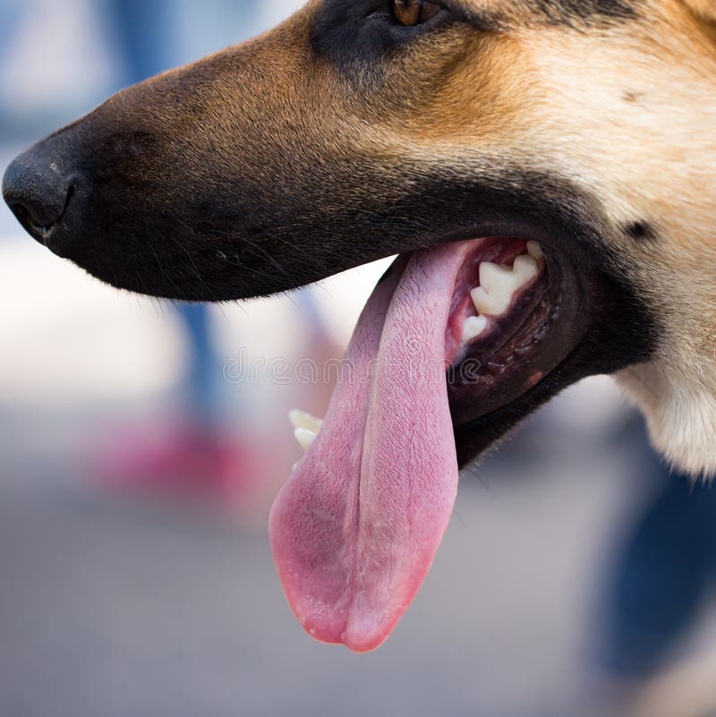 La Bocca Di Un Cane Con I Denti E La Lingua Fotografia Stock Immagine