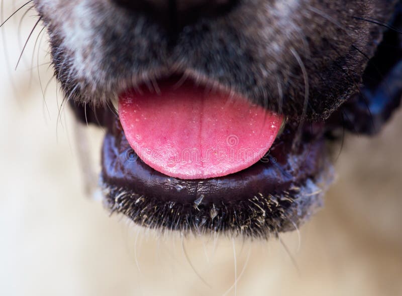 La bouche du chien comme détail de portrait image stock La bouche du chien comme détail de portrait image stock