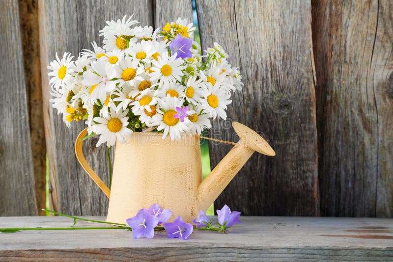 La boîte d'arrosage avec des marguerites d'été fleurit sur le fond en bois images libres de droits La boîte d'arrosage avec des marguerites d'été fleurit sur le fond en bois images libres de droits