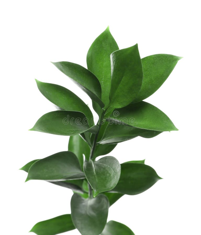 La branche avec le Ruscus vert frais part sur le fond blanc image libre de droits La branche avec le Ruscus vert frais part sur le fond blanc image libre de droits