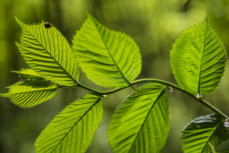 La branche de l'aulne d'arbre avec les feuilles fraîches vertes se ferment photos stock La branche de l'aulne d'arbre avec les feuilles fraîches vertes se ferment photos stock