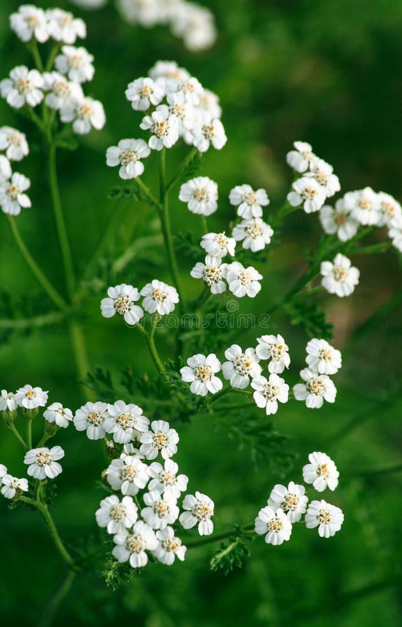 Petites Fleurs Blanches Avec Six Pétales, Un Coeur Jaune Image stock -  Image du tige, soleil: 105826719