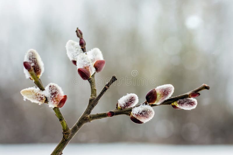 branch of willow with blossoming buds in early spring, close-up_. branch of willow with blossoming buds in early spring, close-up_