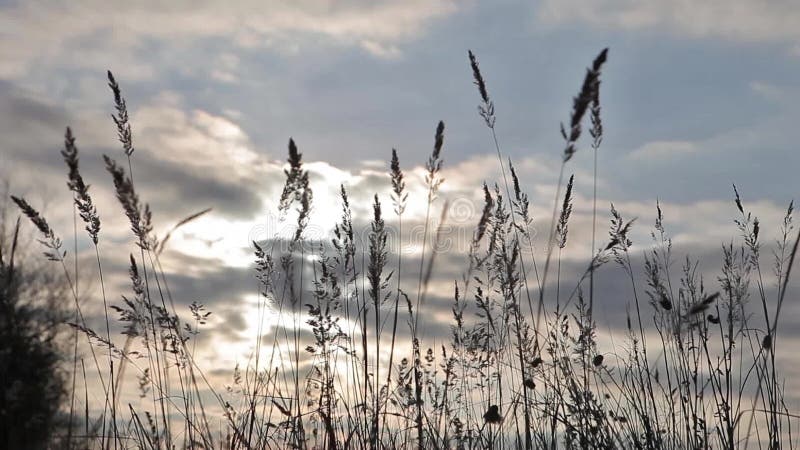 La brise souffle sur l'herbe grande